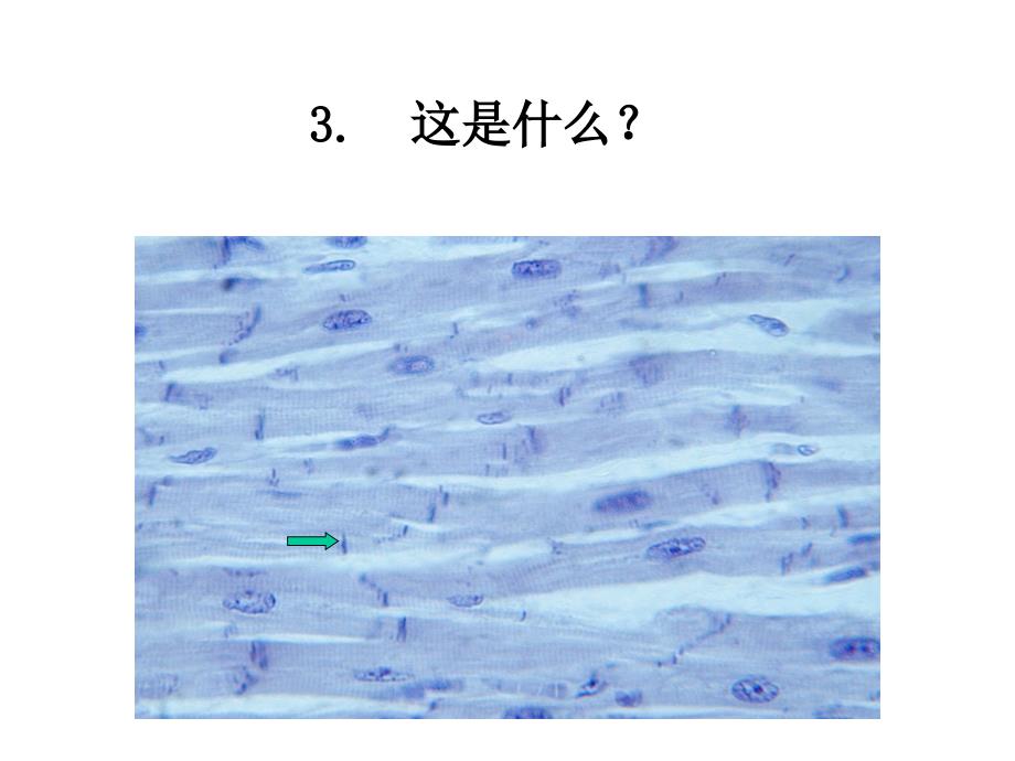 形态学实验标本：考试范例_第4页