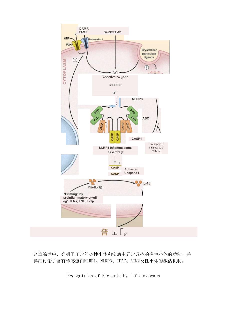 细胞焦亡介绍_第2页