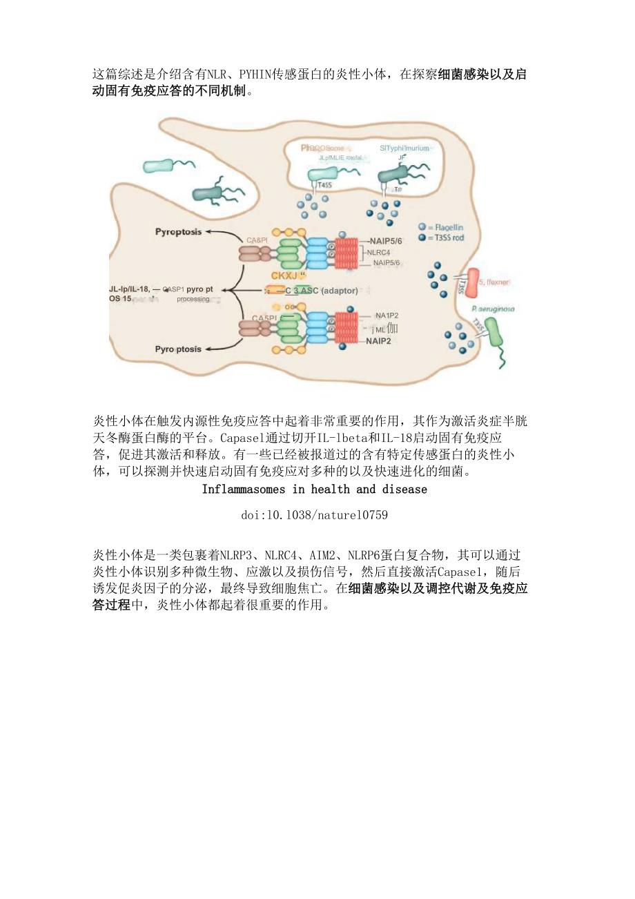 细胞焦亡介绍_第4页