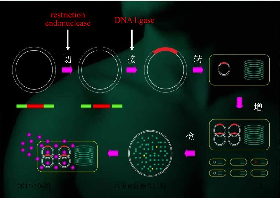 5第五章基因克隆操作过程_第3页