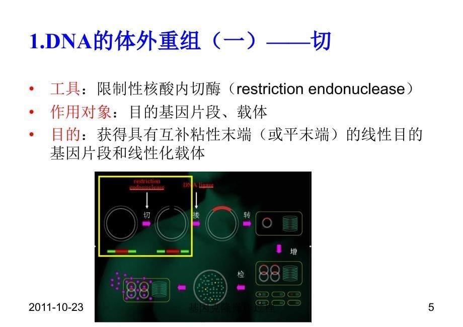 5第五章基因克隆操作过程_第5页