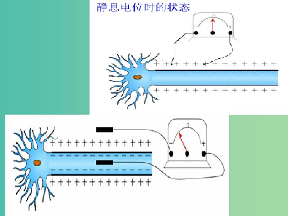 高中生物 2.1.2通过神经系统的调节课件 新人教版必修3.ppt_第2页