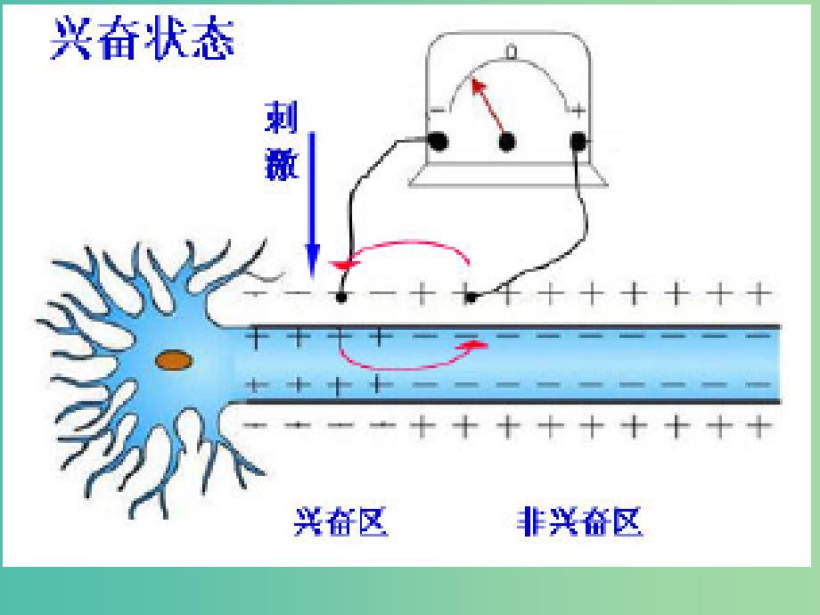 高中生物 2.1.2通过神经系统的调节课件 新人教版必修3.ppt_第3页