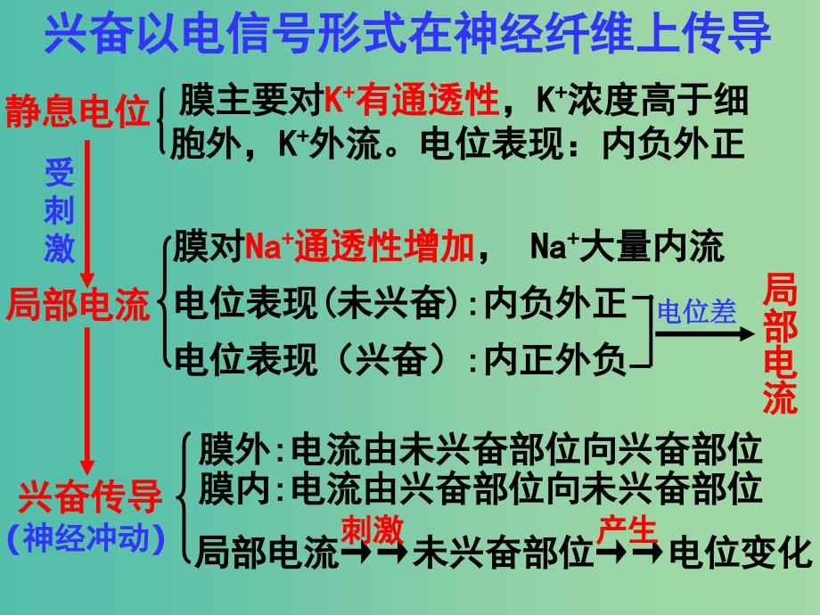 高中生物 2.1.2通过神经系统的调节课件 新人教版必修3.ppt_第4页