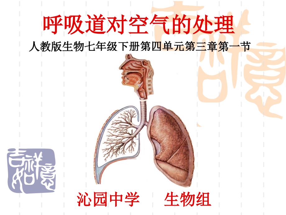 第一节呼吸道对空气的处理_第1页