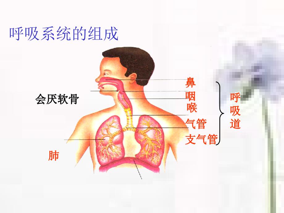 第一节呼吸道对空气的处理_第2页