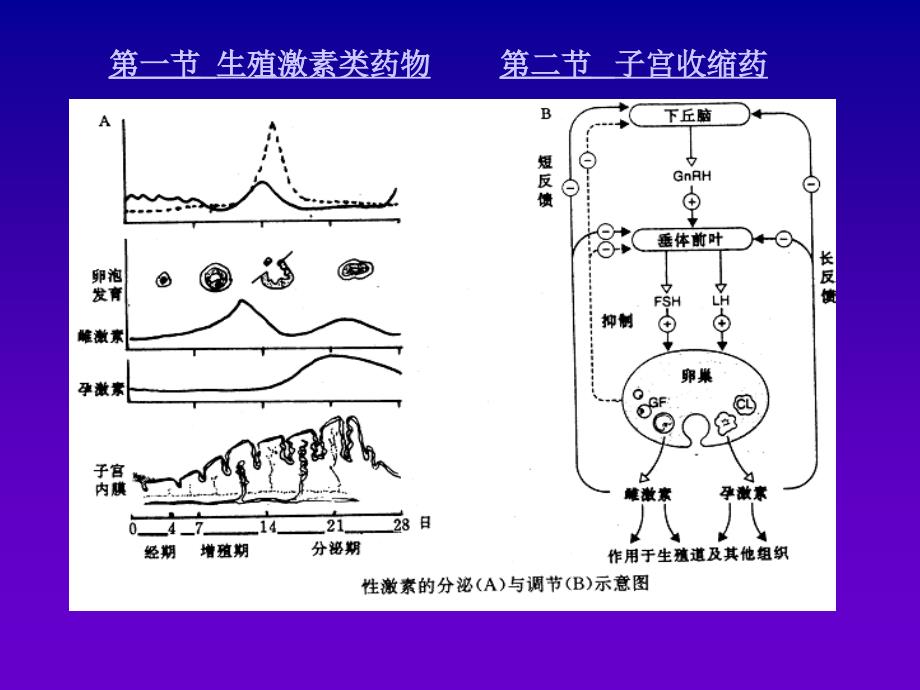 第八章作用于生殖系统的药物_第3页