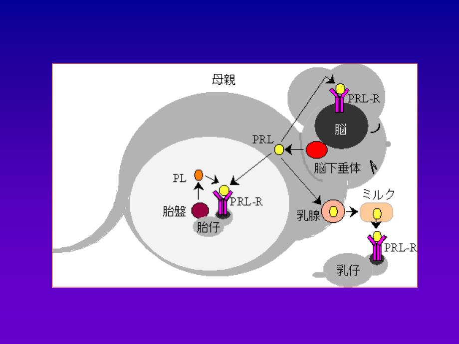 第八章作用于生殖系统的药物_第4页