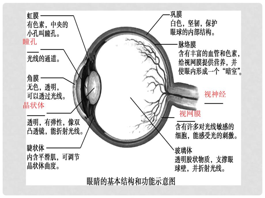 中考生物 第六章 人体生命活动的调节复习课件_第4页