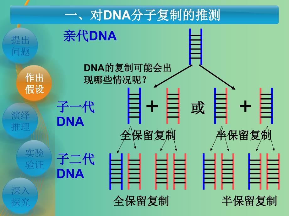 高中生物 3.3-3.4DNA的复制 基因是有遗传效应的DNA片段课件 新人教版必修2.ppt_第2页