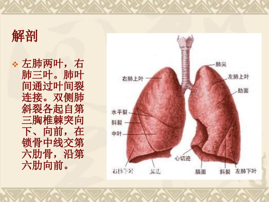 胸腔镜肺癌根治的手术配合-张兆_第3页