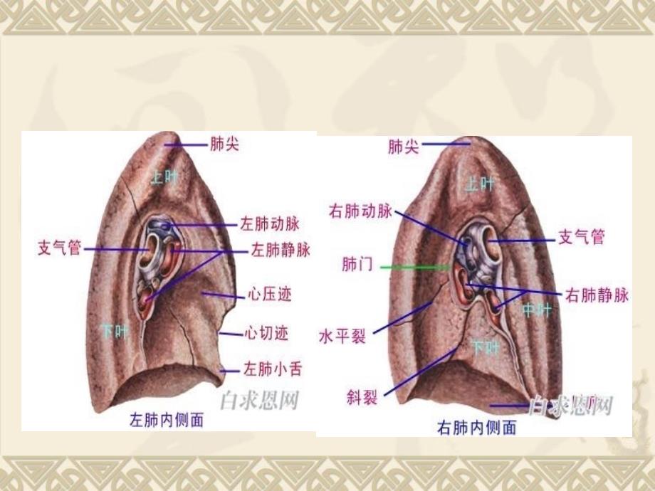 胸腔镜肺癌根治的手术配合-张兆_第4页