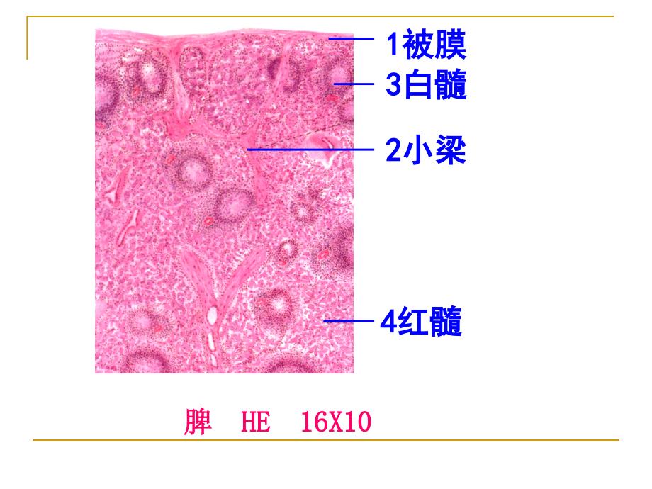 脾的组织结构PPT课件_第4页