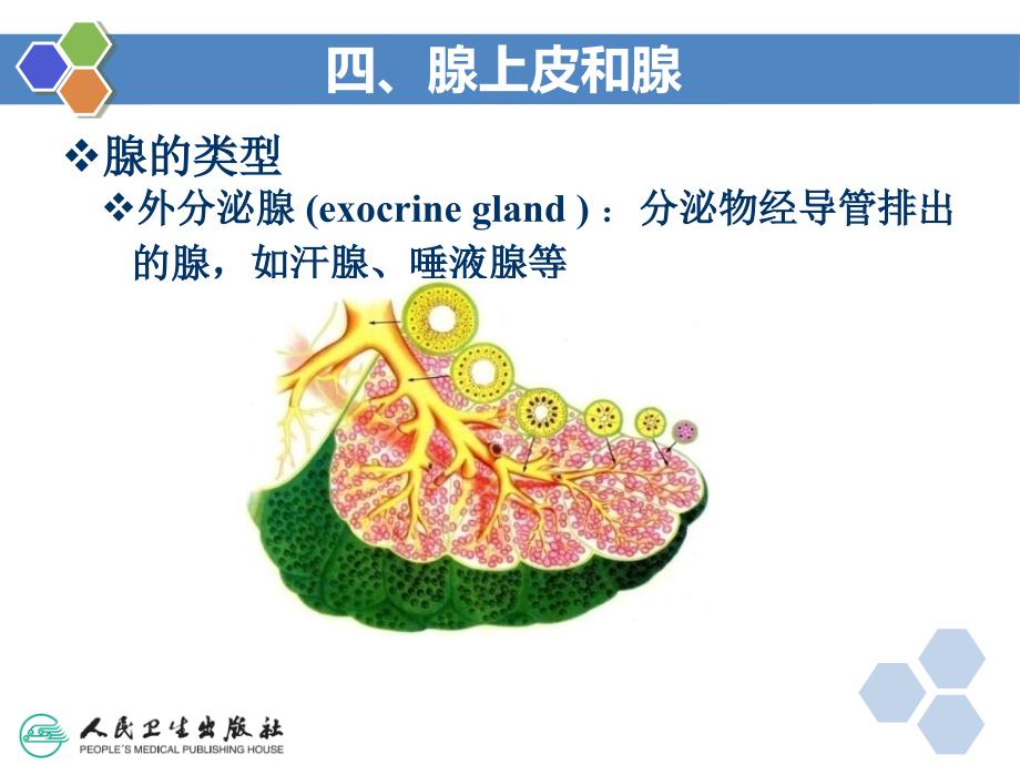 组织学与胚胎学：第二章 上皮组织（二）_第4页