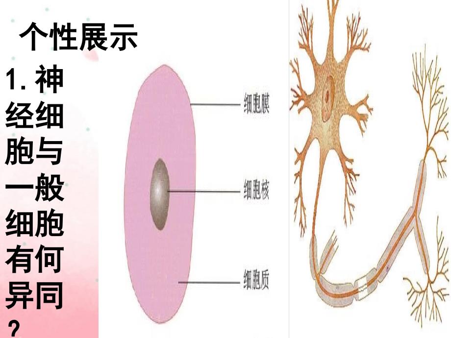 第十五章第一节人体的神经调节_第4页