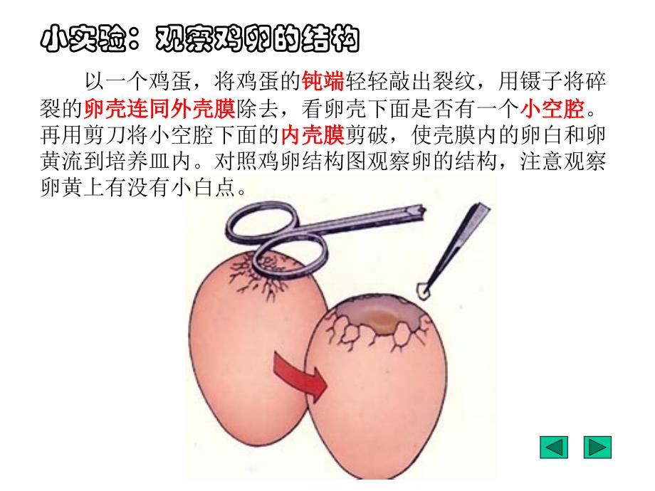 鸟的生殖和发育_第3页