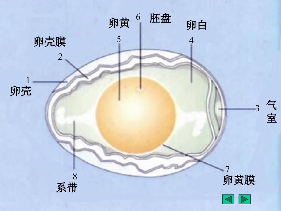 鸟的生殖和发育_第4页