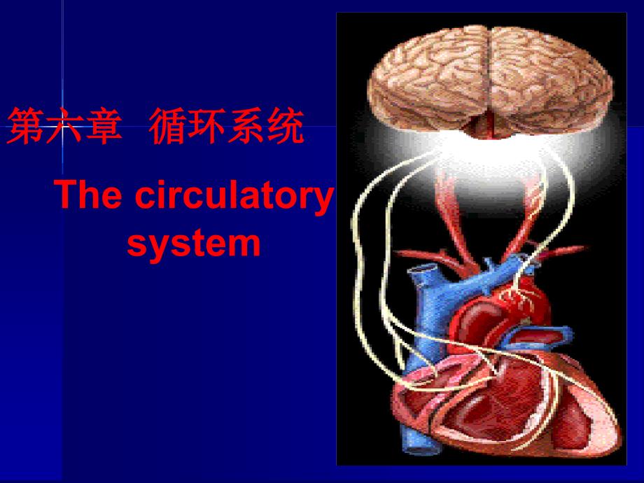 完整版人体解剖生理学第六章循环系统课件_第1页