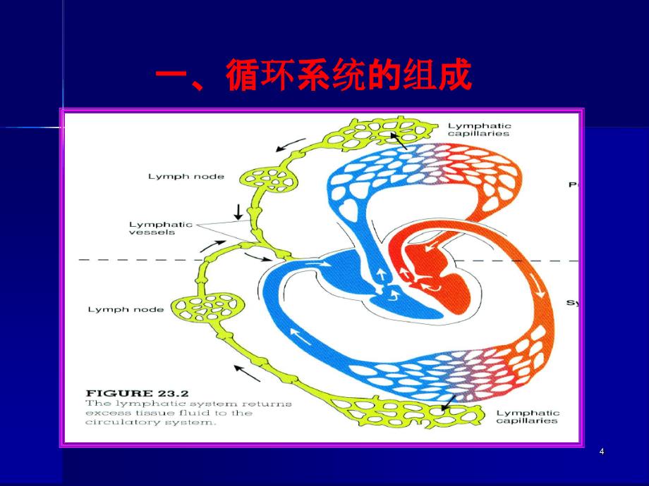 完整版人体解剖生理学第六章循环系统课件_第4页