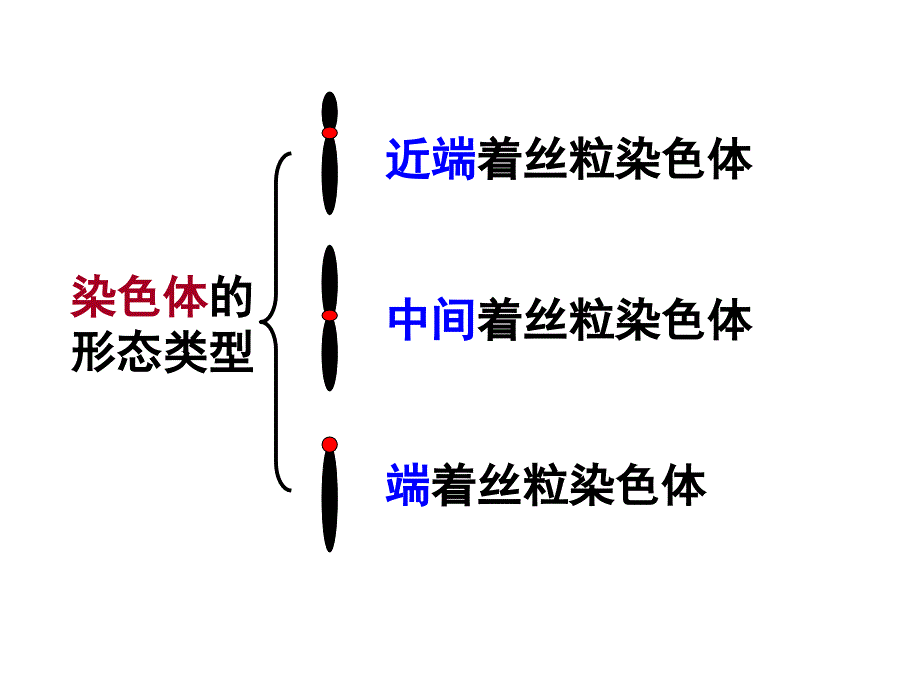 第2章第1节减数分裂中的染色体行为_第2页