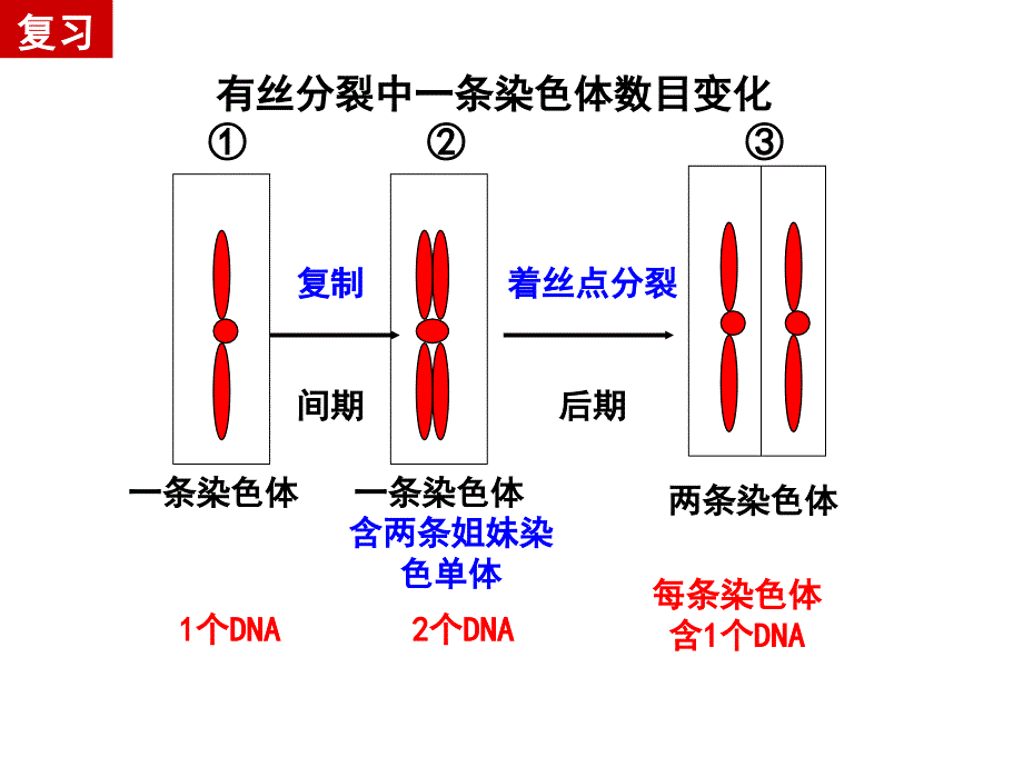 第2章第1节减数分裂中的染色体行为_第3页