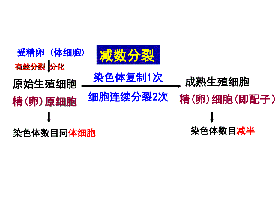 第2章第1节减数分裂中的染色体行为_第4页