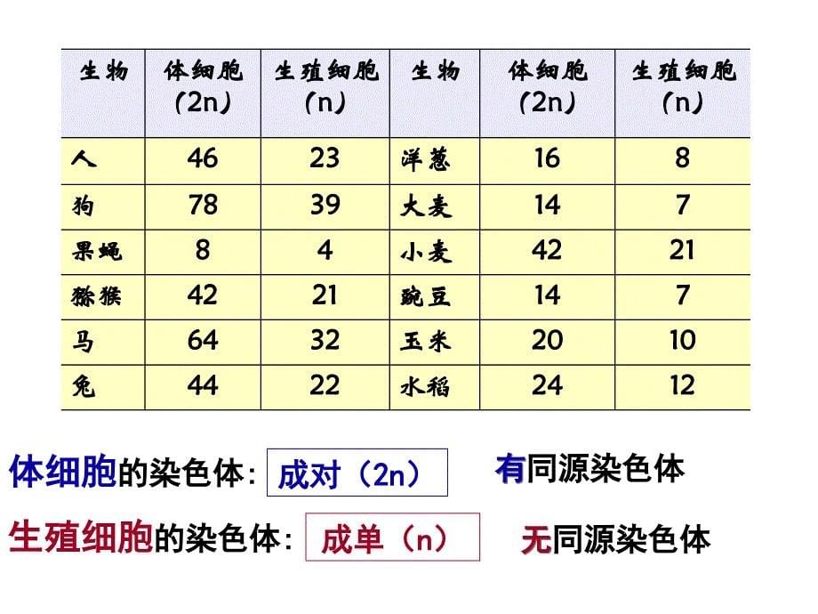 第2章第1节减数分裂中的染色体行为_第5页