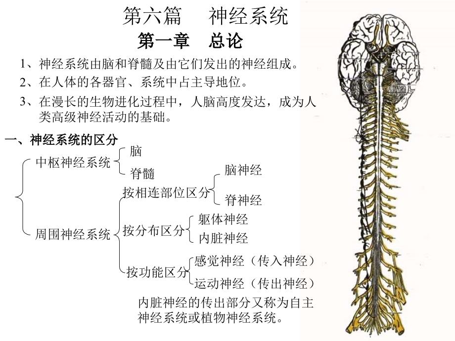 六篇神经系统_第1页