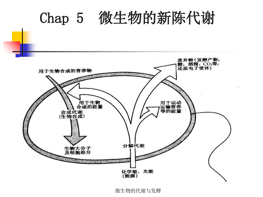 微生物的代谢与发酵课件_第1页