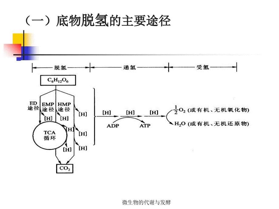 微生物的代谢与发酵课件_第5页