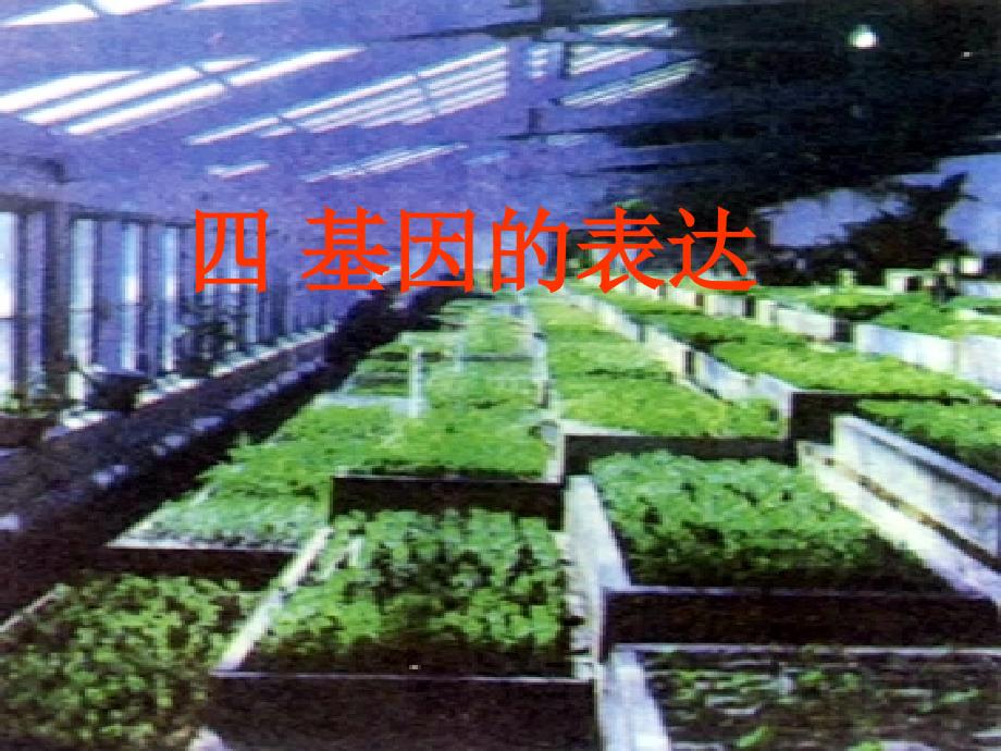 人教版教学课件高中生物人教版必修二第4章基因的表达课件_第1页
