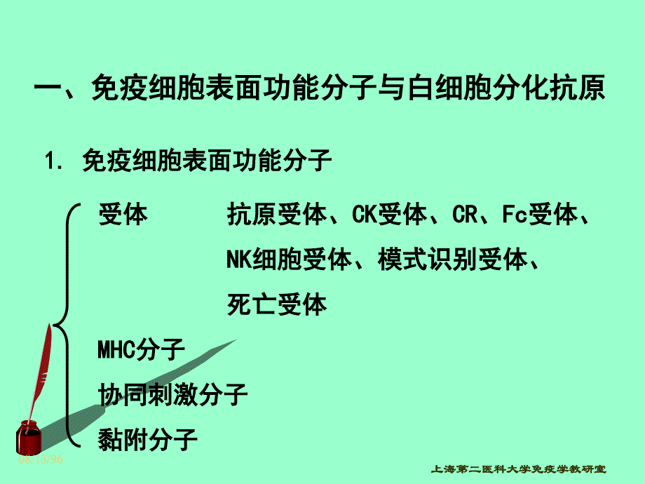 CD分子和粘附分子1_第2页