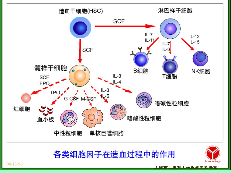 CD分子和粘附分子1_第4页