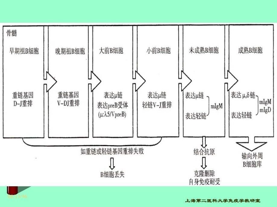 CD分子和粘附分子1_第5页