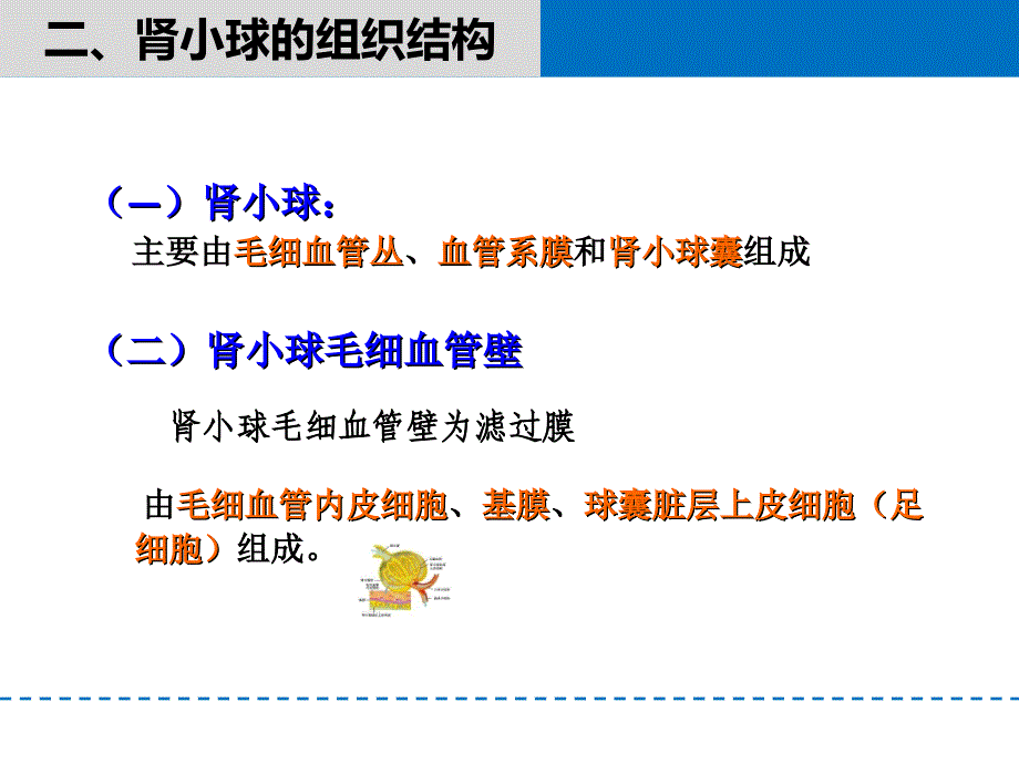 病理肾小球肾炎课件.ppt_第3页