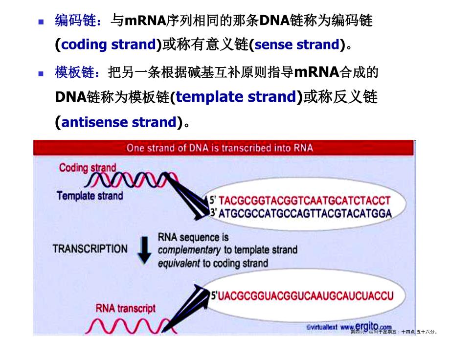 生物信息的传递从DNA到RNA_第4页