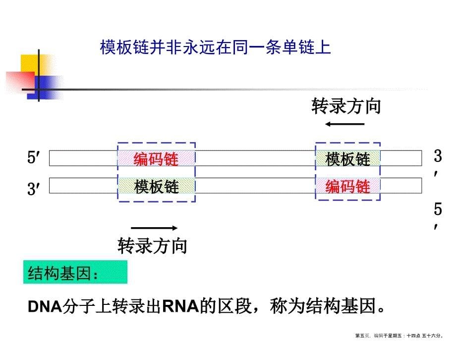 生物信息的传递从DNA到RNA_第5页