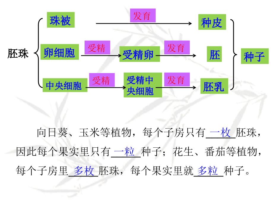 济南版生物八年级上册《种子的萌发》ppt课件_第2页