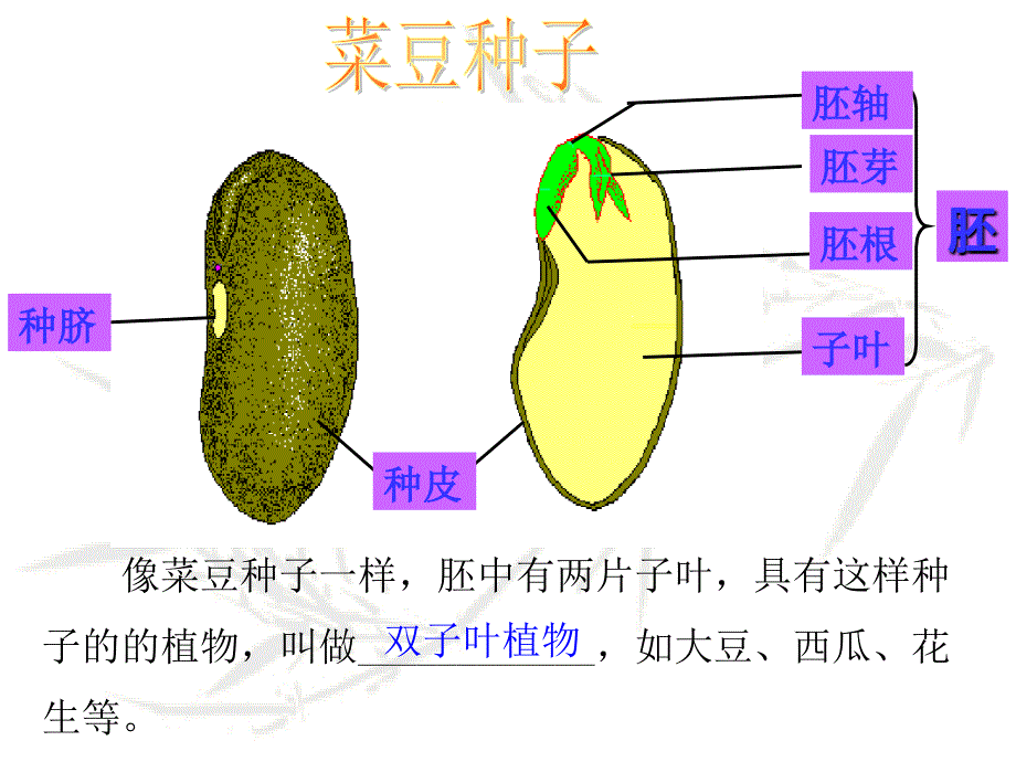 济南版生物八年级上册《种子的萌发》ppt课件_第3页