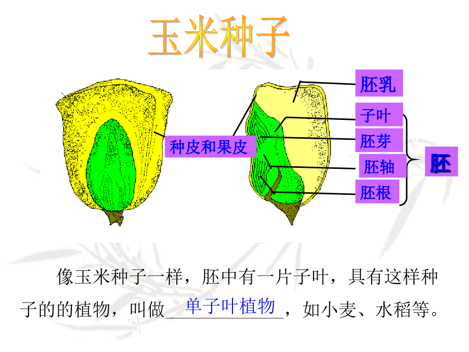 济南版生物八年级上册《种子的萌发》ppt课件_第4页