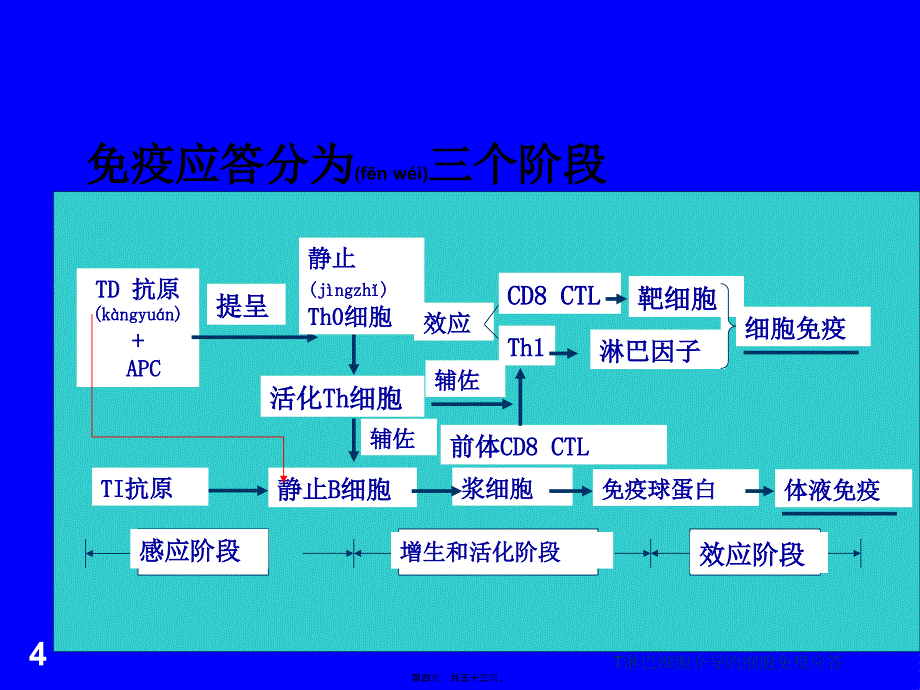 T淋巴细胞介导的细胞免疫应答课件_第4页