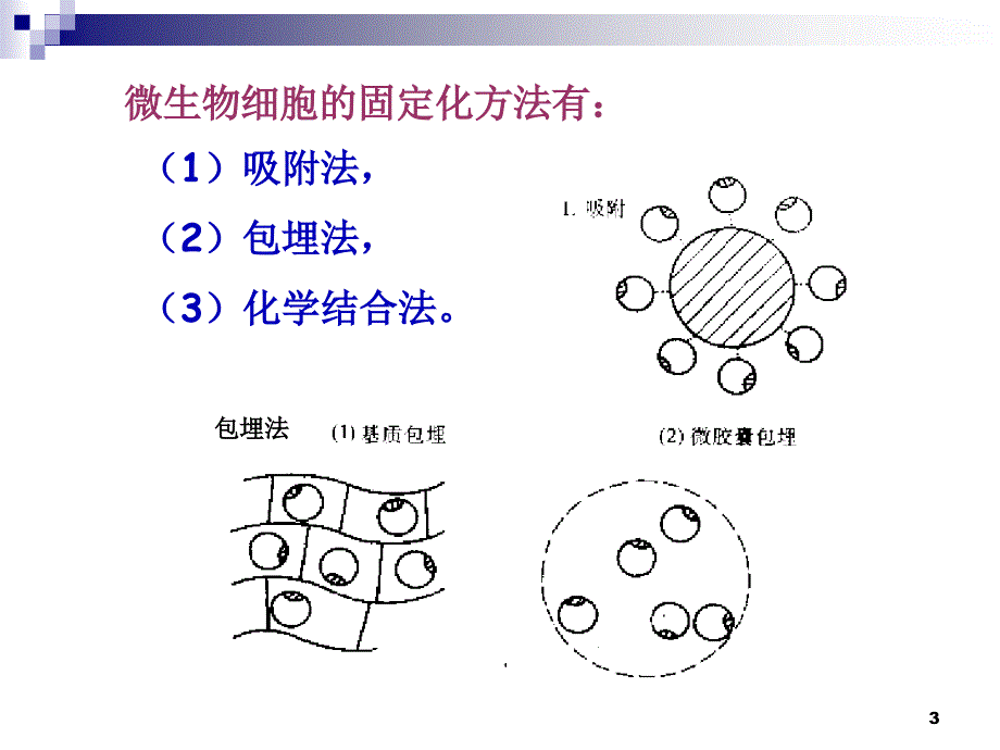 4.3酵母细胞的固定化课件古振宣_第3页