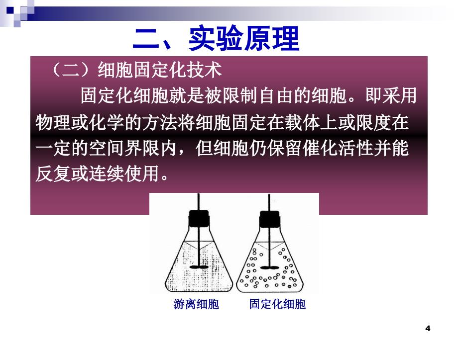 4.3酵母细胞的固定化课件古振宣_第4页