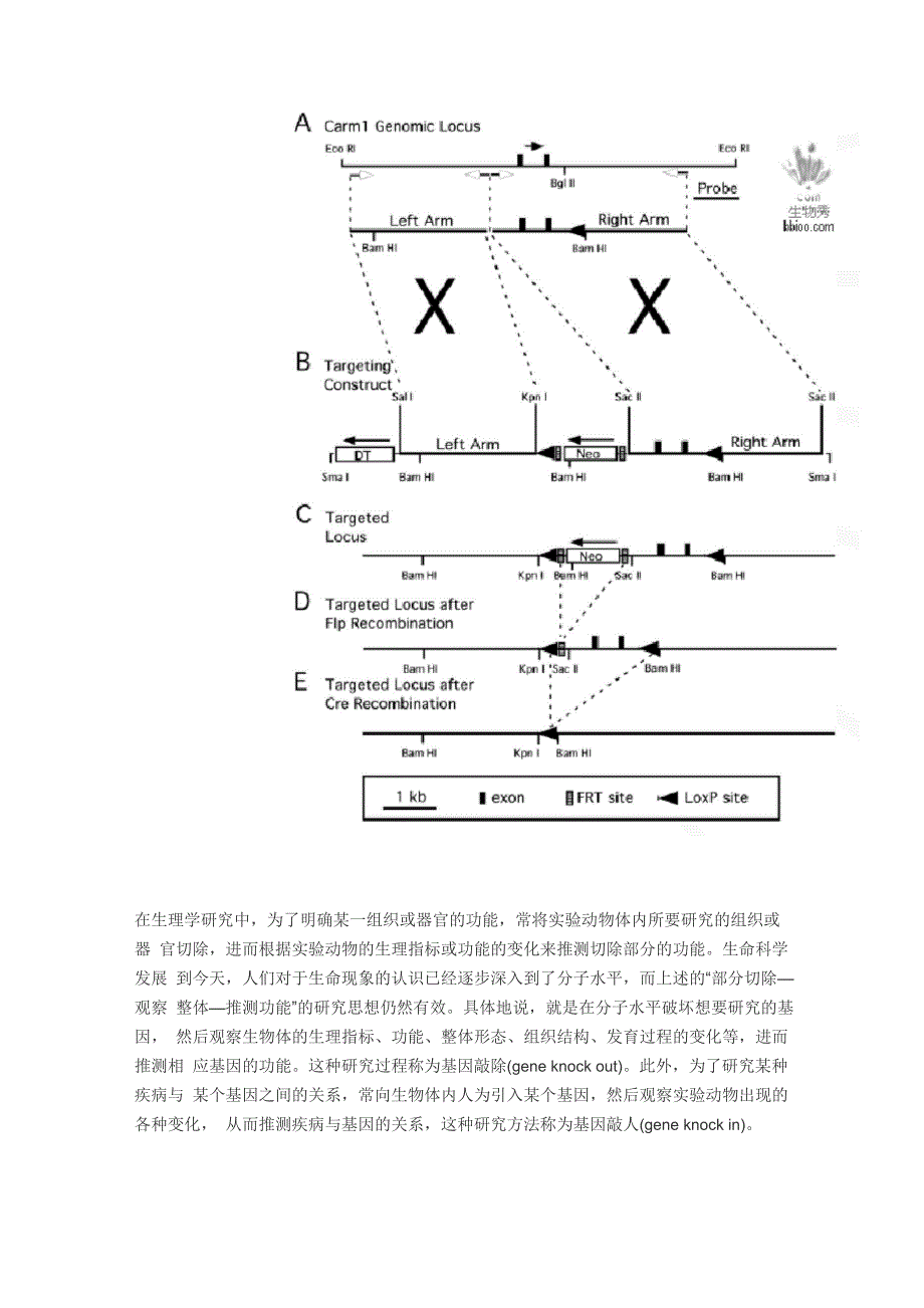 条件性敲除的原理_第2页