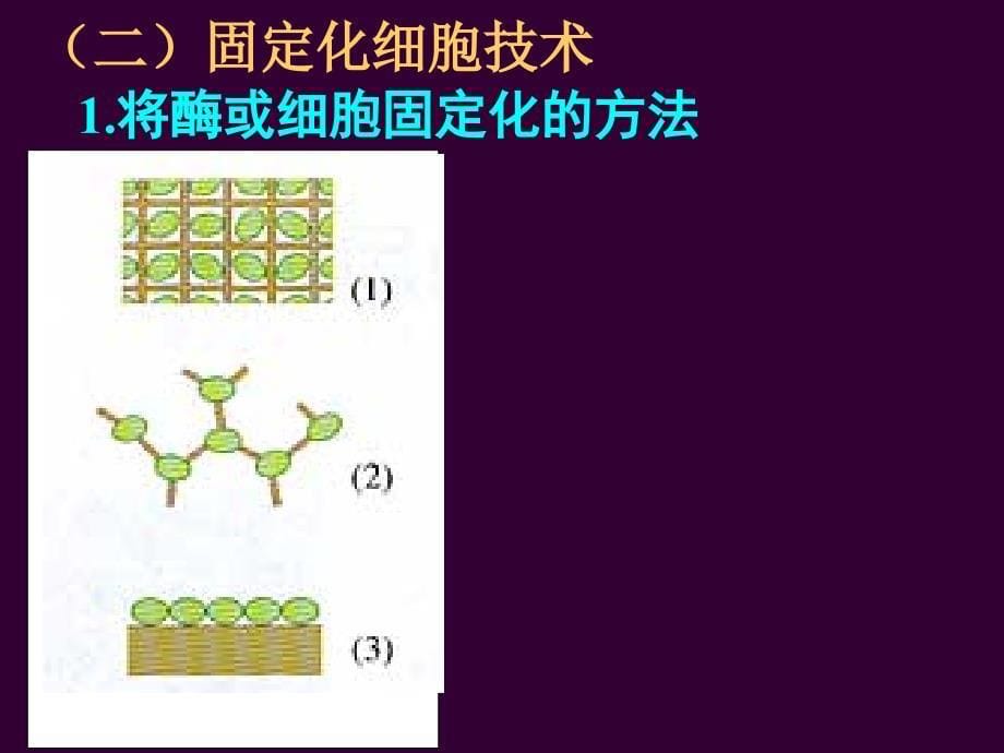 酵母细胞的固定化_第5页