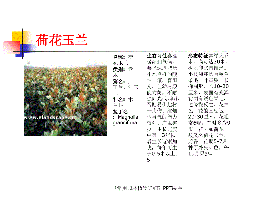 常用园林植物详细课件_第2页