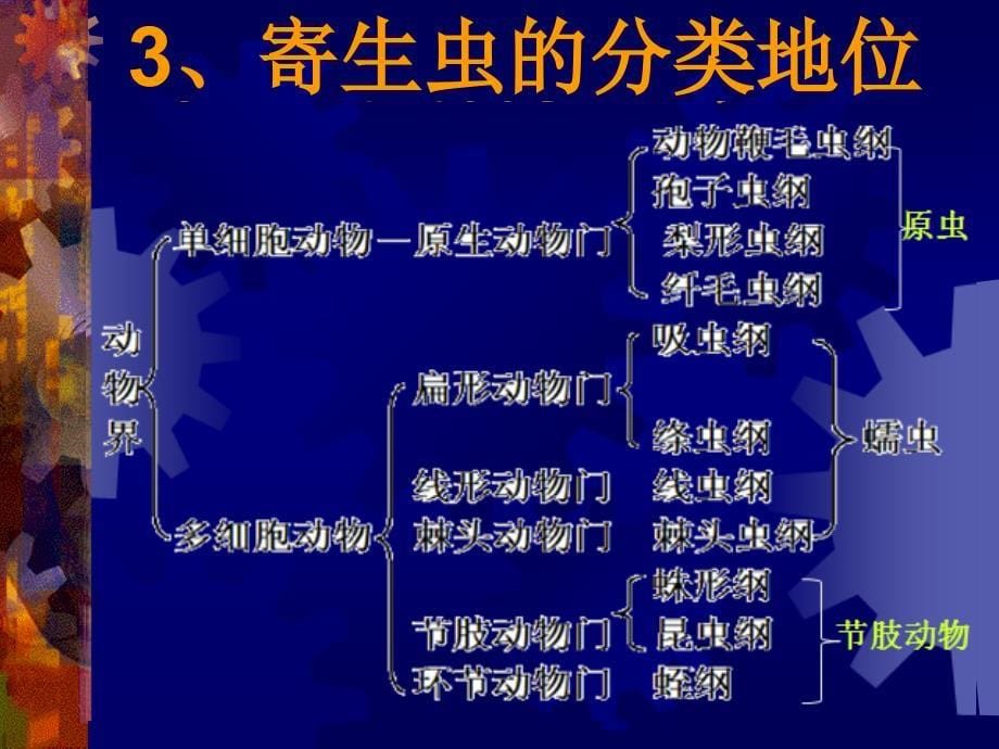 土源性线虫感染及控制ppt课件_第5页