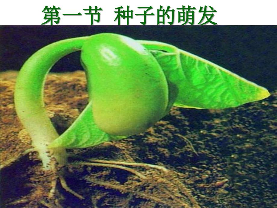 2022第一节种子的萌发_第1页