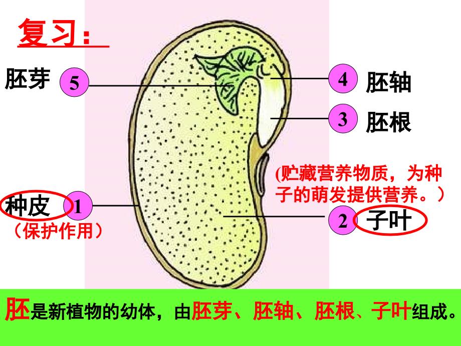 2022第一节种子的萌发_第2页