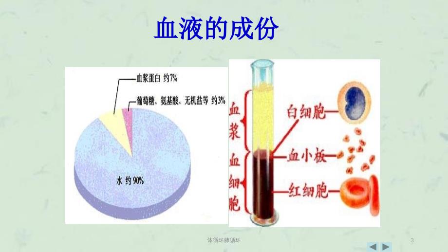 体循环肺循环课件_第3页